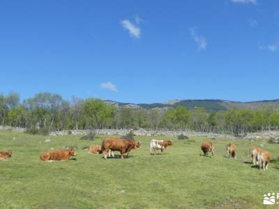 En amarillo, Floración del Cambroño; donde nace el rio tajo parque natural de ordesa embalse de el a